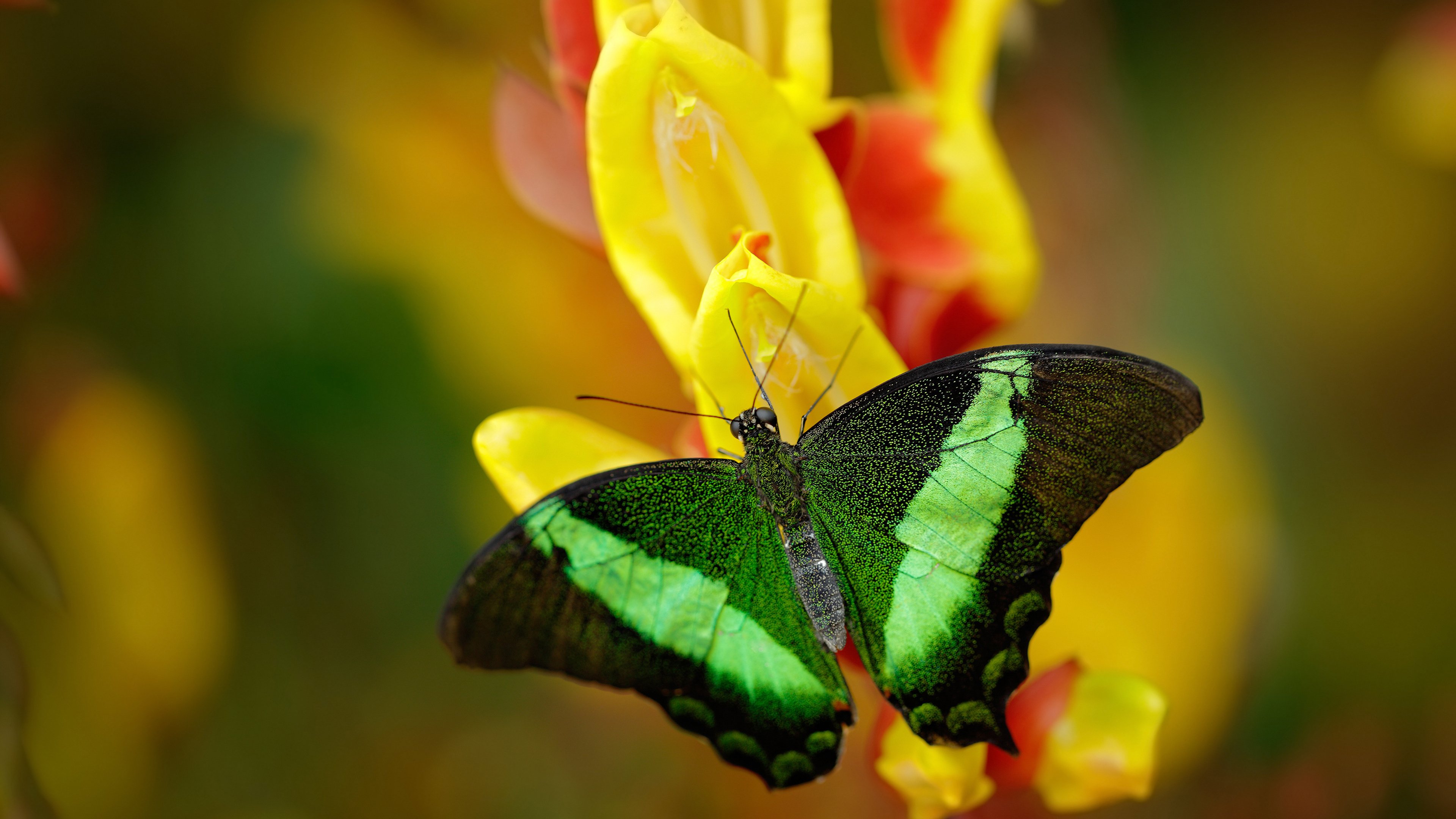 奥斯梅恩的熔岩与秘鲁的河流,当爆发力遇上控制术