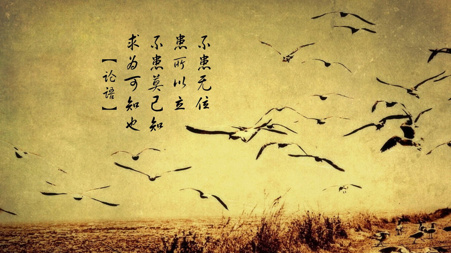 长人投石机撕裂菲尼克斯防线，切特·霍姆格伦让太阳升起的新星黯然失色