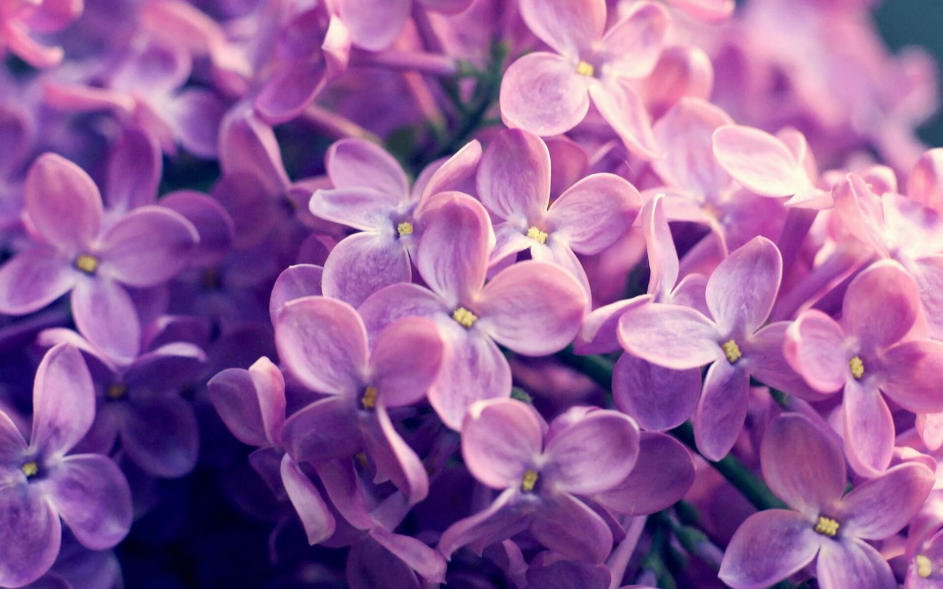 西决生死战之夜,库里如何以唯一的神性定义大场面先生