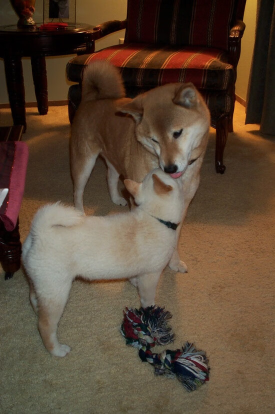 当爵士奏响蓝调，詹姆斯的致命一击与公牛失落的旋律