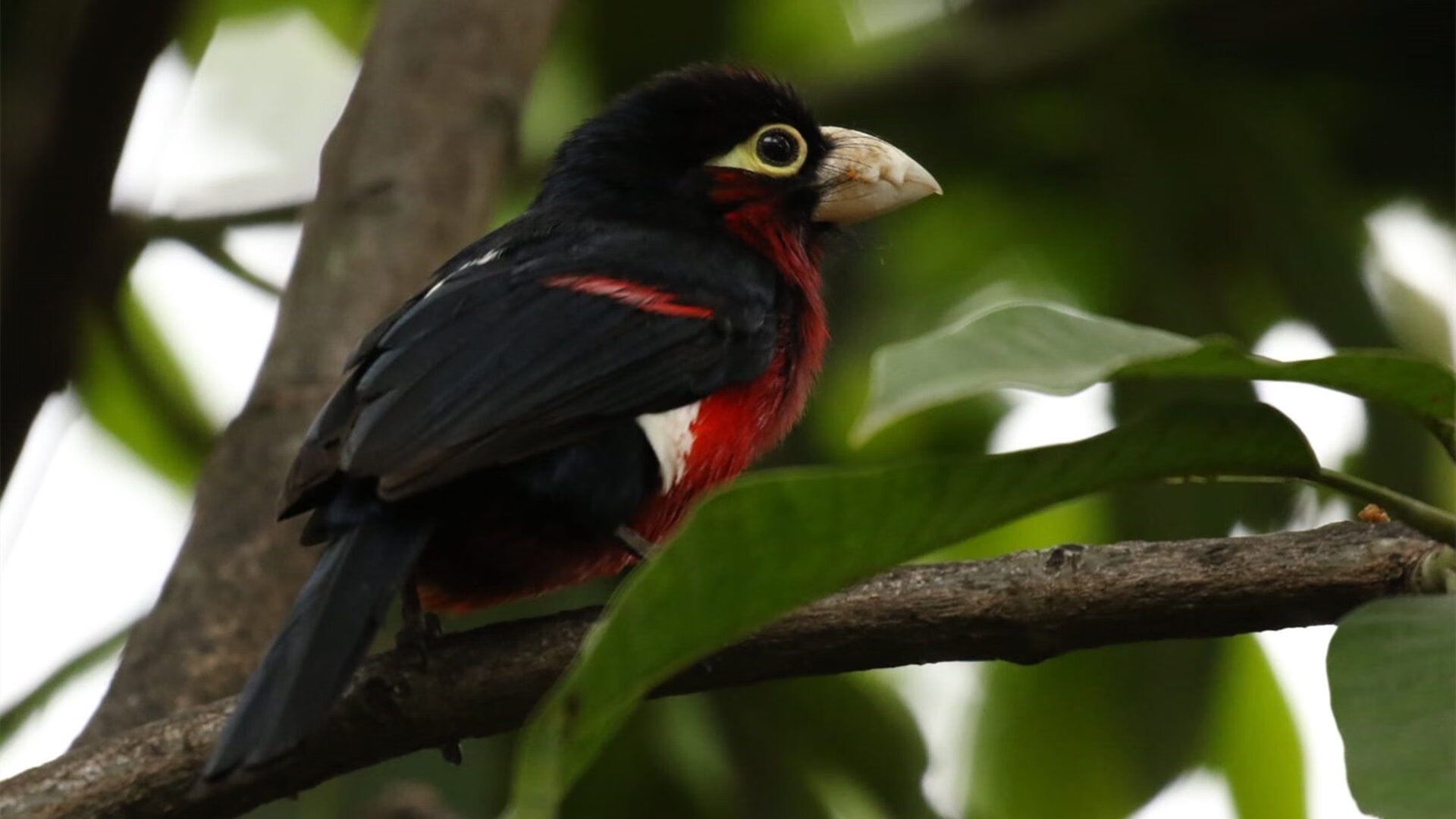 平行时空的对决，深圳队封锁鹈鹕，拉文在跨洋焦点战证明自己