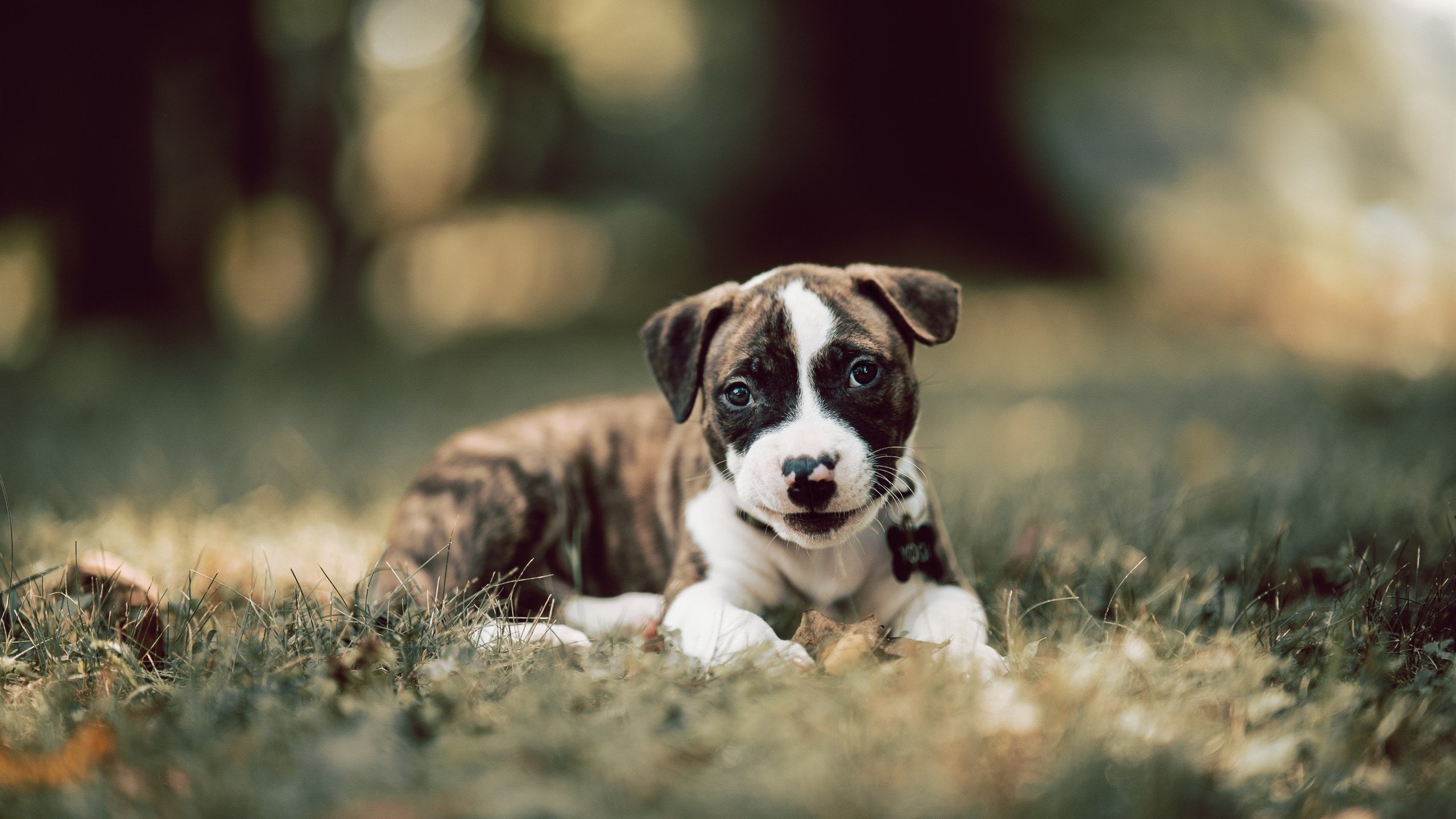 稳健红箭与炽热画笔，当利物浦的稳遇见克瓦拉茨赫利亚的热